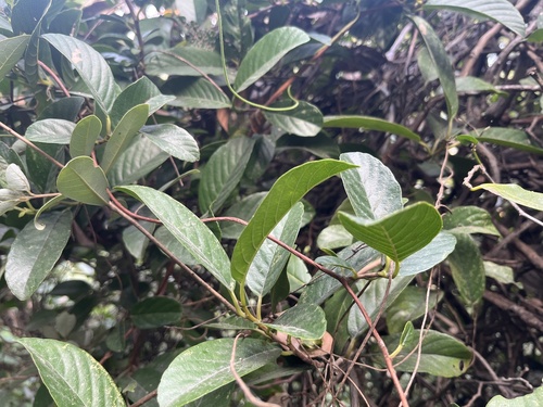 Tetracera sarmentosa, photograph 4