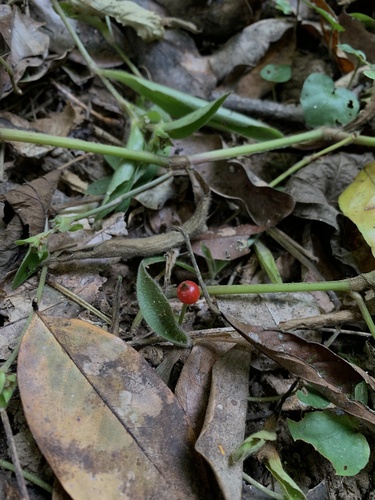 Poquinha