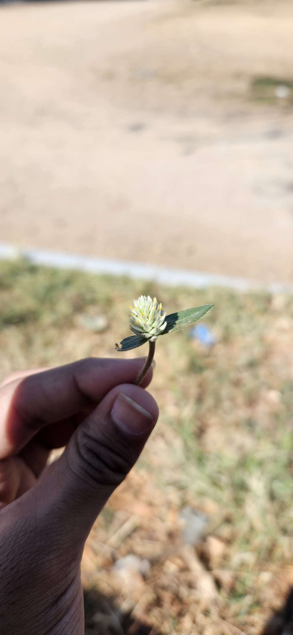 Imagem de Perpétua-do-mato