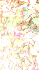 Loropetalum chinense