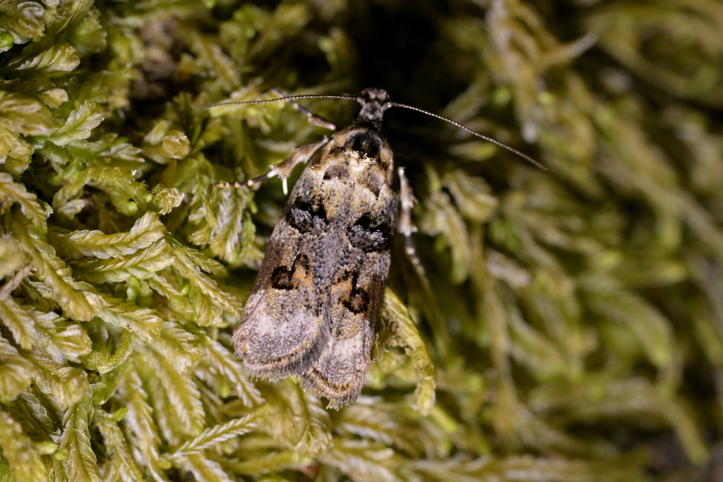 Izatha metadelta