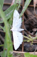 Parapoynx allionealis