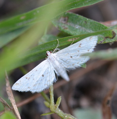 Parapoynx allionealis