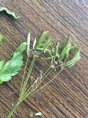 Osmorhiza occidentalis