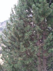 Pinus uncinata