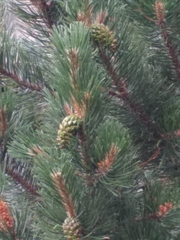 Pinus uncinata