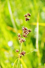 Juncus nevadensis