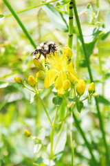 Hypericum perfoliatum