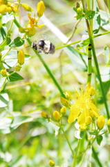 Hypericum perfoliatum