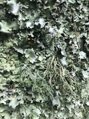 Usnea