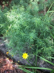 Coreopsis verticillata