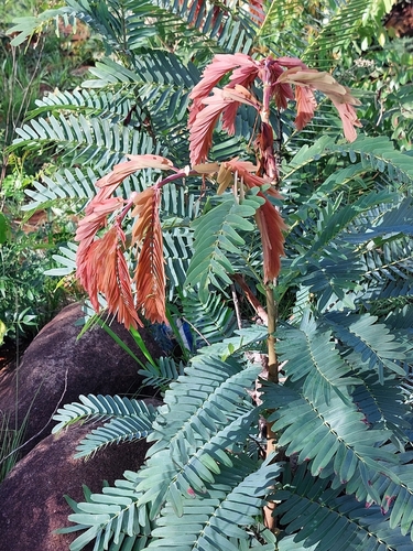 Prince-Of-Wales Feathers