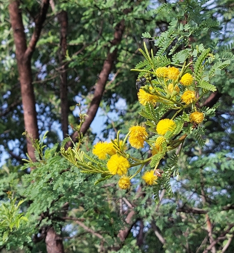 Sweet Thorn