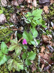 Rubus arcticus acaulis