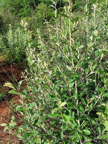 Wild Camphorbush