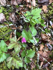 Rubus arcticus acaulis