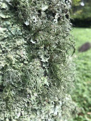 Usnea