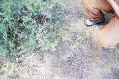 Ivesia aperta canina