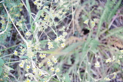 Ivesia aperta canina