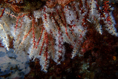 Carijoa riisei observed 2025-01-04