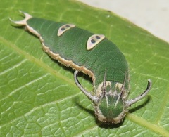 Charaxes wakefieldi