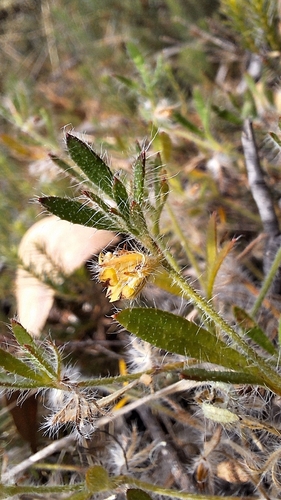 Image of Heath Xanthosia (Xanthosia huegelii) by no rights reserved