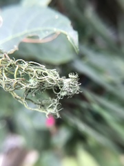 Usnea