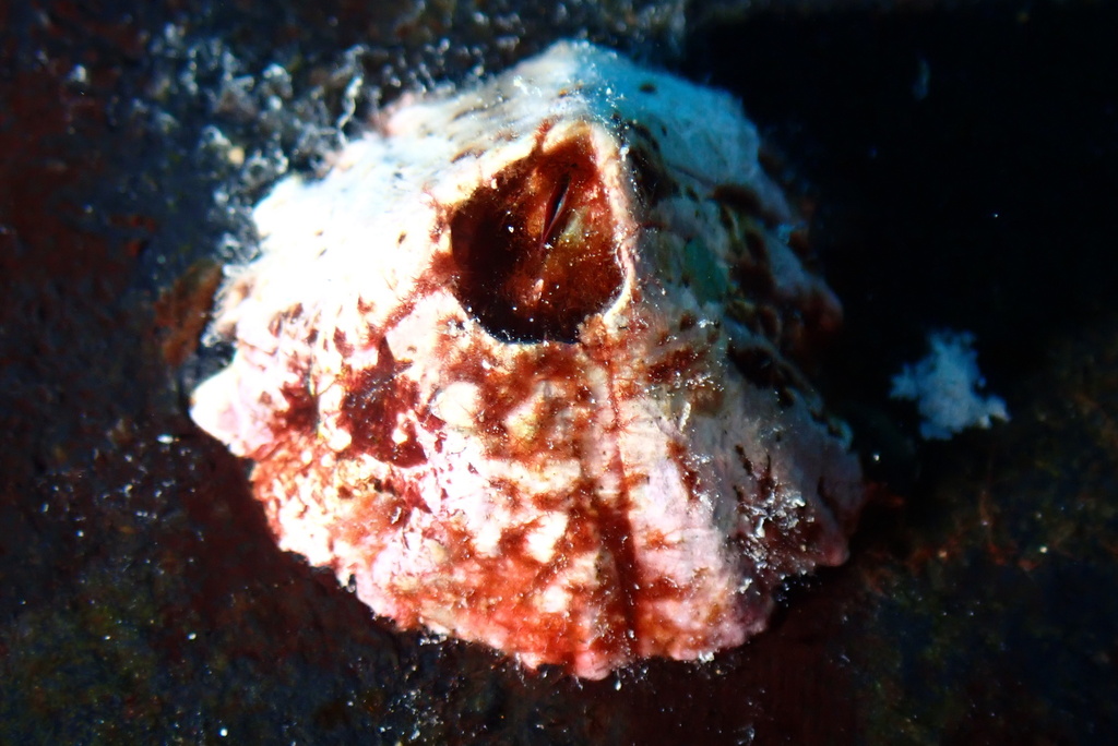 Megabalanus tanagrae