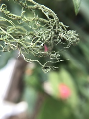 Usnea