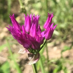 Allium brevistylum