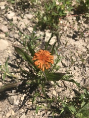 Allium brevistylum