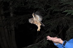 Aegolius acadicus brooksi