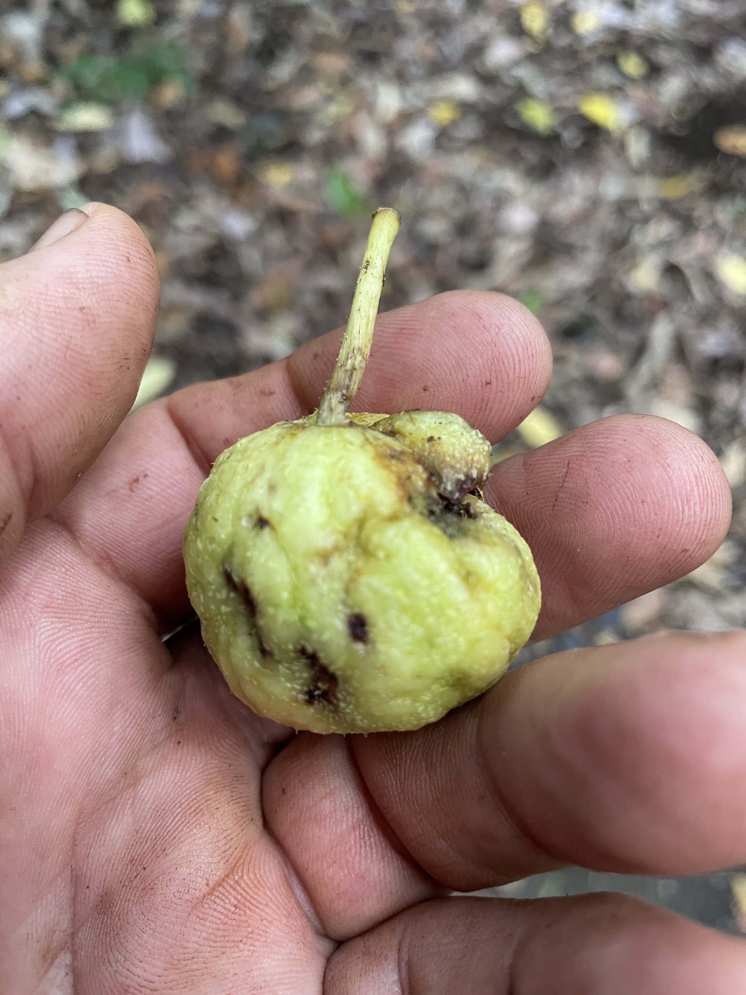 Imagem de Mata-pasto