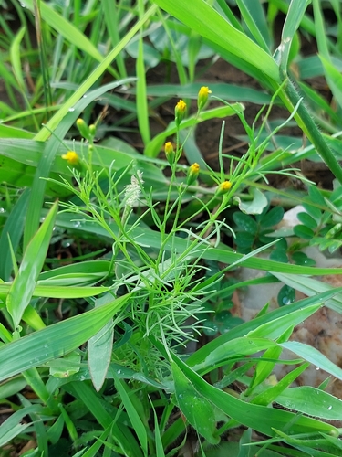 dwarf marigold