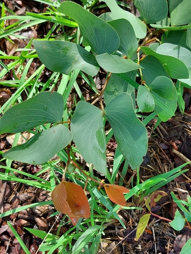 Mopane
