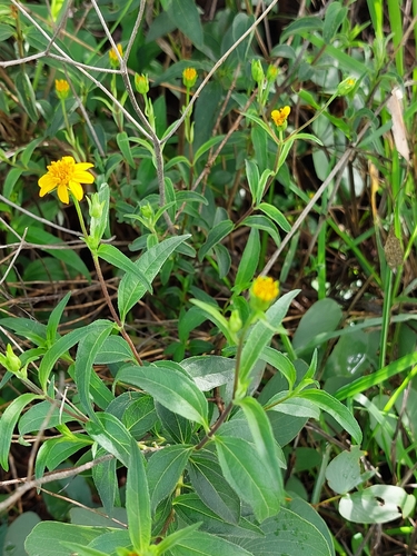 Aspilia mossambicensis