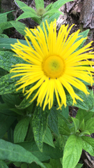 Inula hookeri