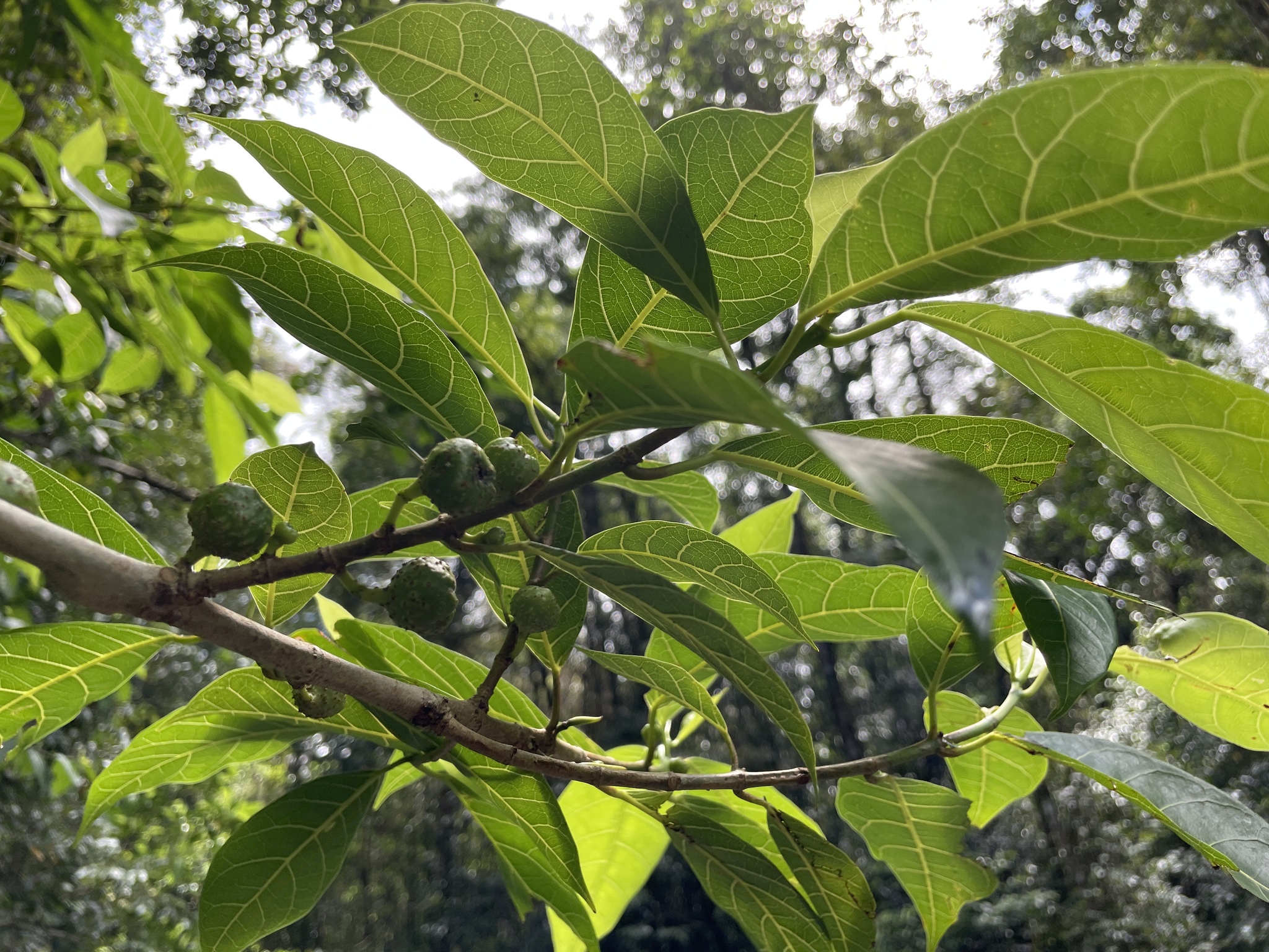 Imagem de Mata-pasto