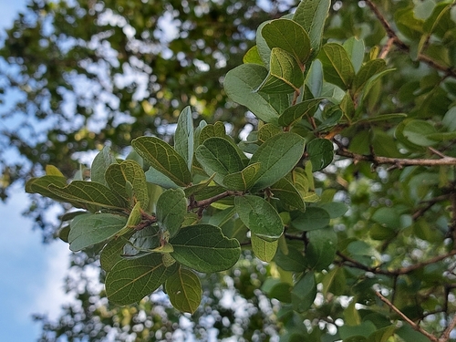 russet bushwillow