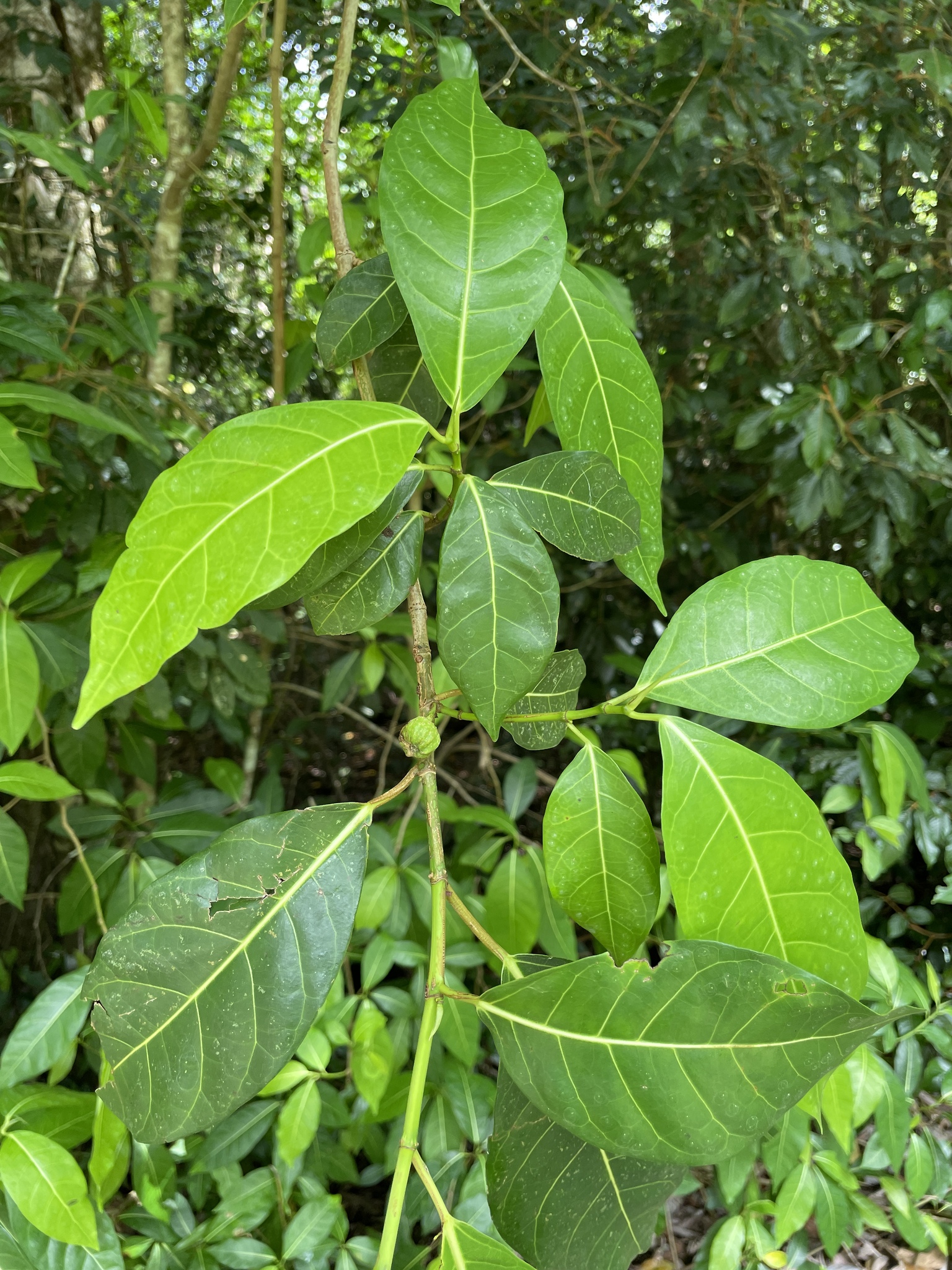 Imagem de Mata-pasto