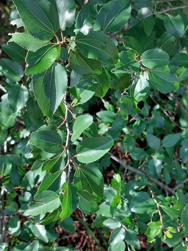 buffalo-thorn