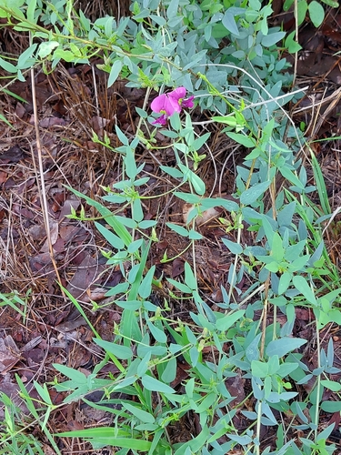 Purple Desert Bean