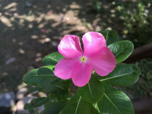 Catharanthus roseus