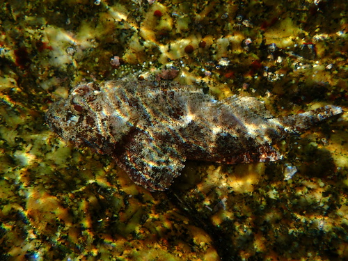 Scorpaenopsis venosa observed 2025-01-05