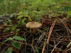 Inocybe kauffmanii