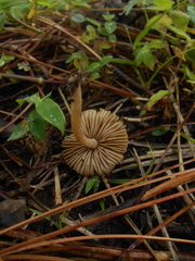 Inocybe kauffmanii