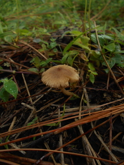 Inocybe kauffmanii