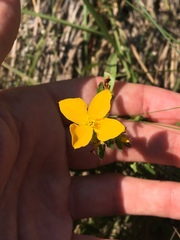 Rhexia lutea