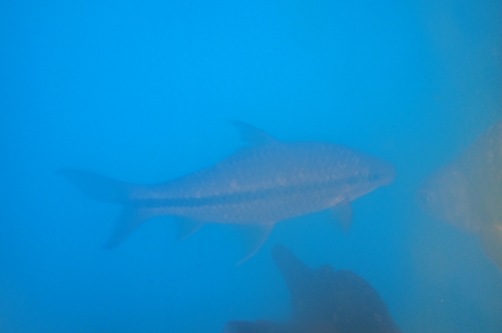 Osteochilus waandersii — Cyprinidae