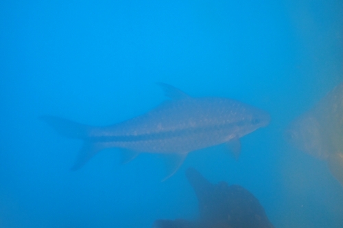 Osteochilus waandersii — Cyprinidae